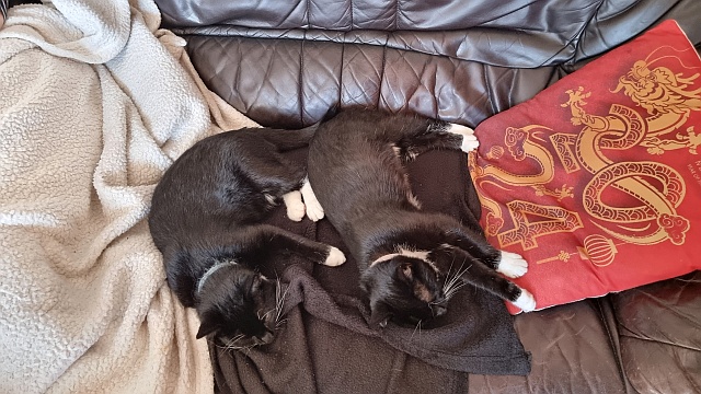 ../images/fotoalbum/katzen/2025-09-24 14.00.25